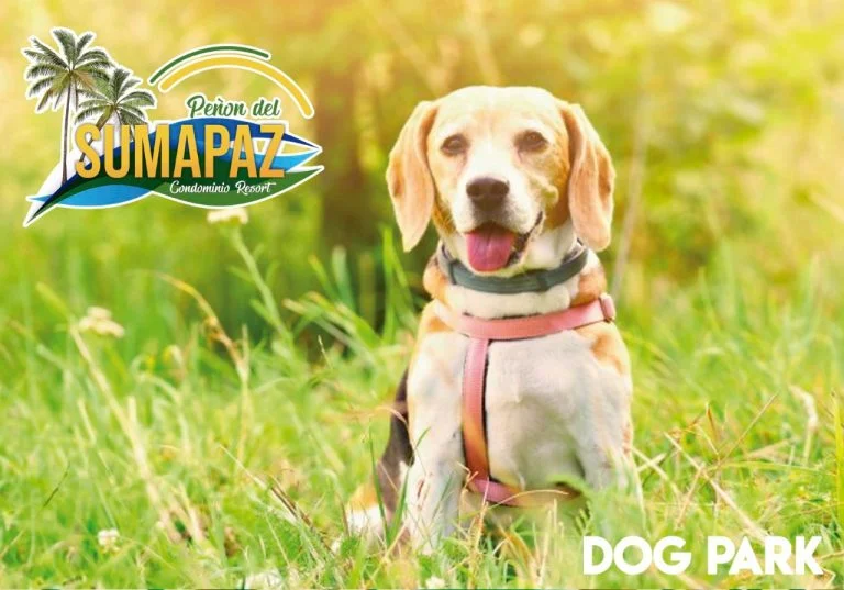 Screenshot 2022-12-23 at 12-29-46 c835e2_633087a7136e461e887b0a58567c7d24~mv2.jpeg (WEBP Imagen 768 × 537 píxeles)