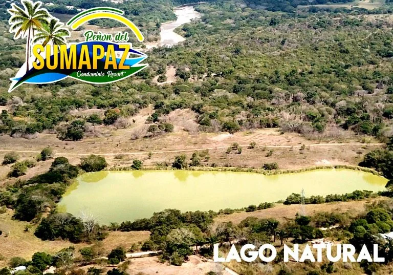 Screenshot 2022-12-23 at 12-32-35 c835e2_dbb12b1d6e5f4dde92db5618ce9d5562~mv2.jpeg (WEBP Imagen 768 × 537 píxeles)